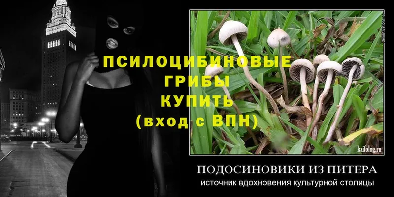 цена наркотик  Валдай  Псилоцибиновые грибы Psilocybine cubensis 